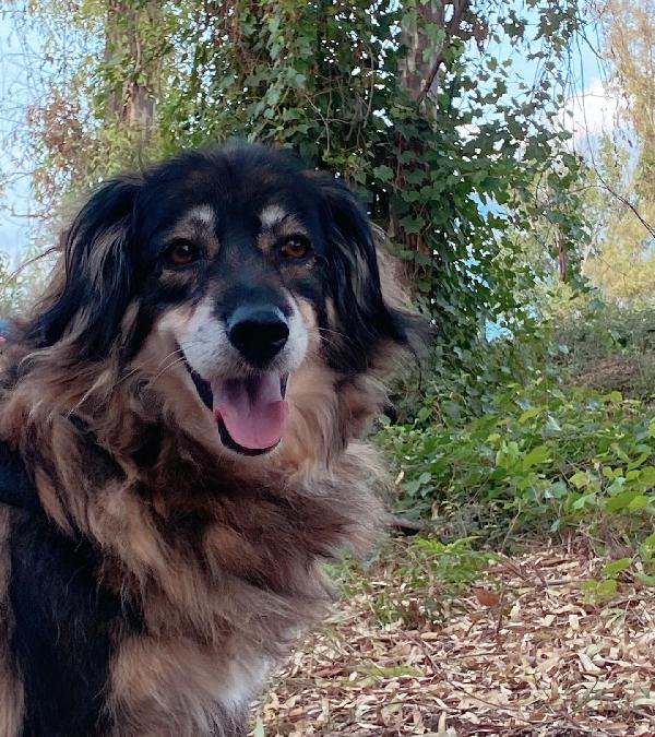 SALLY dolce cagnolina taglia media cerca adozione a Latina Foto 5